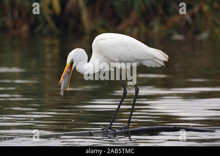 Great egret swallow a fish Stock Photo