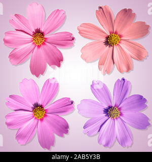 An image of four nice and beautiful flowers in front of a white and pink background Stock Photo