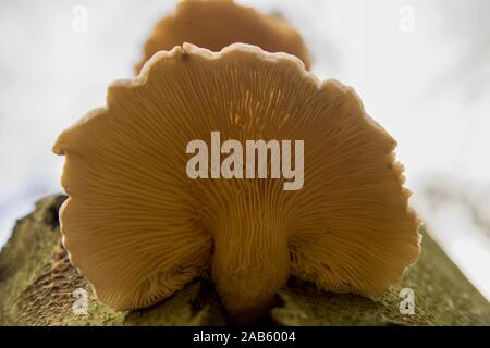 Oyster mushroom on the beech tree in the forest, Slovakia Stock Photo