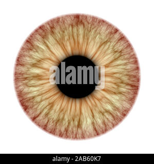 An illustration of a nice iris texture Stock Photo