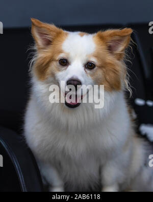 Portrait of nice Pomeranian Chihuahua mix dog sitting a sofa and looking  Stock Photo - Alamy