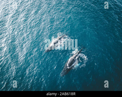 Aerial view of several humpback whales diving in the ocean with blue water and blow. Showing white fin in atlantic ocean. Photo taken in Greenland Stock Photo