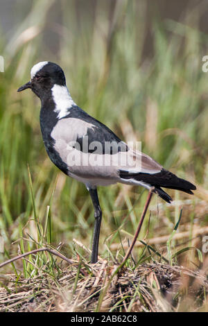 Schmiedekiebitz (Vanellus armatus) Stock Photo