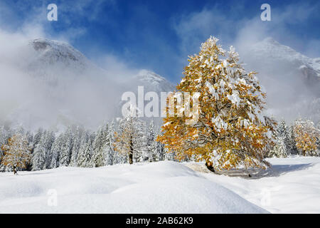 Buche mit gelbem Herbstlaub auf einer verschneiten Alm vor nebelverhangenen Bergen Stock Photo