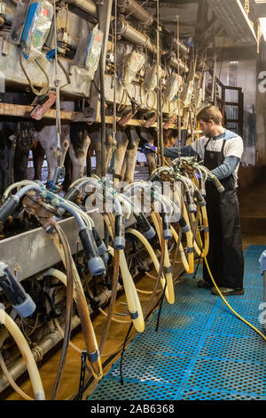 Beatrice, Nebraska - A young man milks cows in the milking parlor of a dairy farm. Stock Photo