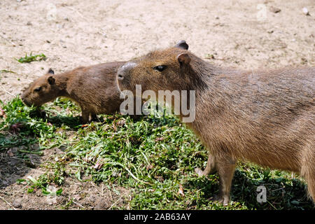 Two capybaras went out to eat. Capybara face close up. Capybara family in the zoo. Stock Photo