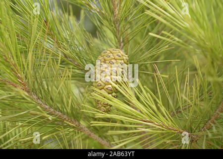 A young green pine cone amid pine needles in a pine tree Stock Photo