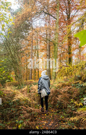 Single Woman walking alone through Autumn woodland and trees along the sandstone trail in the Bickerton Hill in South Cheshire Stock Photo