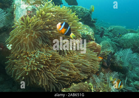 clownfish and anenome at the wreck of the liberty in tulamben, bali Stock Photo