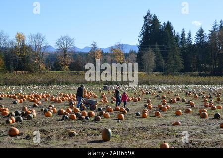 A large pumpkin patch at Remlingers Carnation farm at Carnation ...