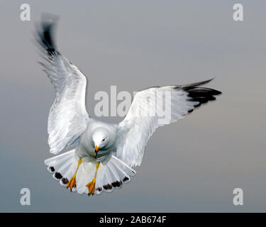 Gull bird flying with a bleu sky while exposing its body, head, beak, eye, lfeet, spread wings, white plumage with a bleu sky background. Stock Photo