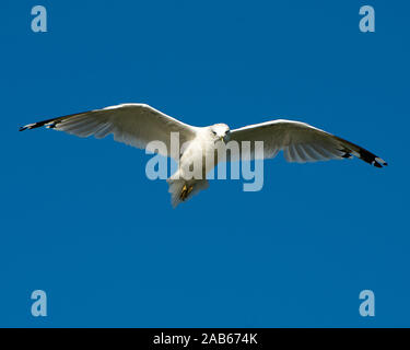 Gull bird flying with a bleu sky while exposing its body, head, beak, eye, lfeet, spread wings, white plumage with a bleu sky background. Stock Photo