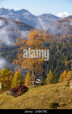 Wooden bench under the larch tree in the mountains Stock Photo