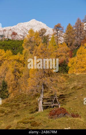 Wooden bench under the tree in the mountains Stock Photo