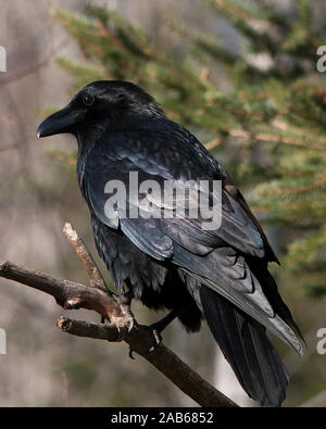 Raven Bird perched exposing its black plumage in its environment and surrounding with a background of pine trees. Stock Photo