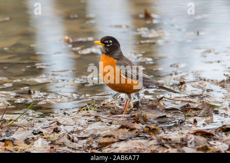 Close up of American Robin on wet leaves near water Stock Photo