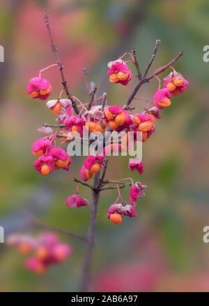 European spindle pink and orange fruits with soft colorful bokeh behind Stock Photo