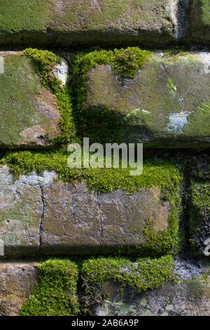 Detail of old brick wall with green moss Stock Photo