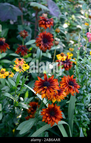 Rudbeckia hirta Cherokee Sunset,mix,mixed,planting combination,yellow,red,rust,colour,flowers,flowering,RM Floral Stock Photo