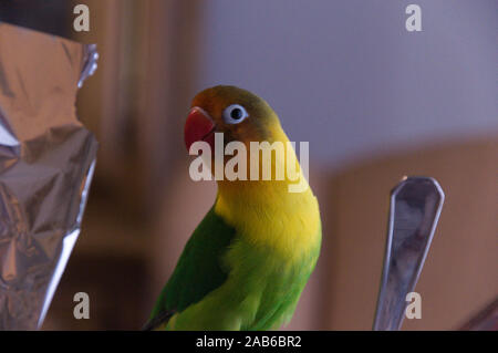 Lovebird agapornis eating breakfast Stock Photo