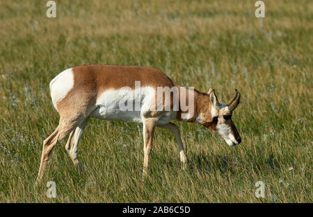 Pronghorn Antelope (Antilocapra americana) at the entrance to Badlands