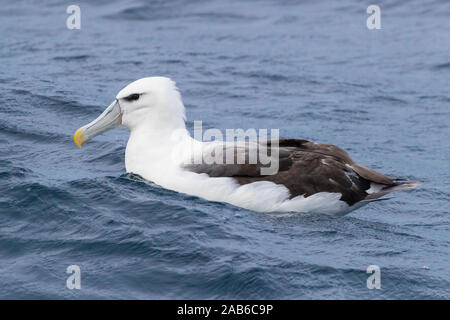 Shy Albatross (Thalassarche cauta), immature swimming on the water surface, Western Cape, South Africa Stock Photo