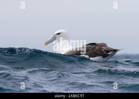 Shy Albatross (Thalassarche cauta), immature swimming on the water surface, Western Cape, South Africa Stock Photo