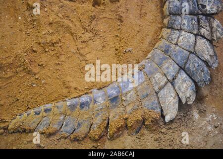 the tail of a crocodile Stock Photo