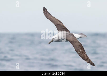 Shy Albatross (Thalassarche cauta), juvenile in flight showing upperparts, Western Cape, South Africa Stock Photo