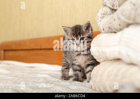 Cute tabby kitten stand near Bunch of knitted warm pastel color sweaters folded in stack. Newborn kitten, Baby cat, Domestic animal, Home pet, Kid Stock Photo