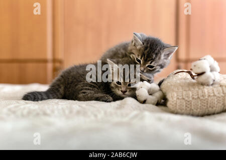 Cute 2 tabby kittens are sleeping, hugging, kissing on a white plaid near knitted warm sweater, natural cotton flowers. Newborn kitten, Baby cat Stock Photo