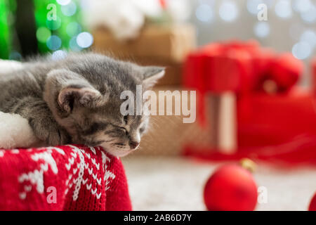 Sleeping Christmas kitten. Adorable little tabby sleeping kitten, kitty, cat on red knitted plaid under christmas tree with blurry festive decor. Cozy Stock Photo