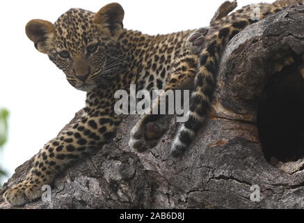 A leopard (Panthera pardus) cub waits near its den in a hollow tree for its mother to return from hunting. Serengeti National Park, Tanzania Stock Photo