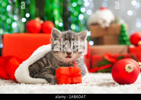 Christmas presents concept. Christmas cat with funny face in Santa Claus hat holding gift box under christmas tree. Adorable little tabby kitten Stock Photo