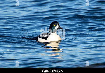 Male Barrow's Goldeneye (Bucephala islandica) male swimming in ocean, Gabriola, British Columbia, Canada Stock Photo