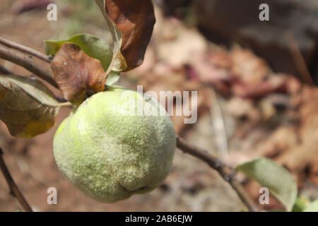 Close-up of a quince fruit from Portugal with space to the right of the image to add text or graphics, copy space Stock Photo
