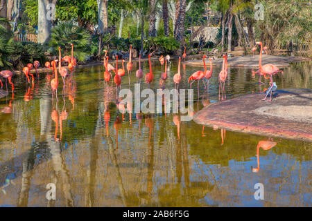 flock of pink flamingo standing in the lake water Stock Photo