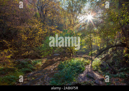sun rays in the green forest Stock Photo