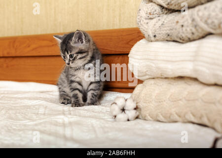 Cute tabby kitten are sitting near Bunch of knitted warm pastel color sweaters folded in stack. Newborn kitten, Baby cat, Domestic animal, Home pet Stock Photo