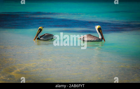 Two pelicans facing opposite directions in the sea water, Varadero, Cuba Stock Photo