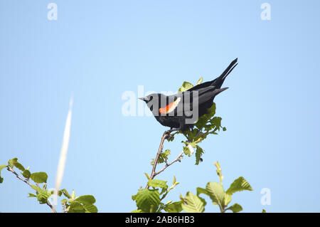 Red-winged blackbird male perched on a branch exposing its body, head, eye, beak, feet in its environment and surrouding. Stock Photo