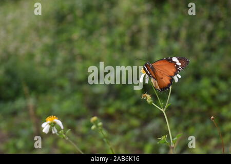 An African Monarch or Plain Tiger butterfly perched on a coatbuttons flower in the beginning of rainy season in Surakarta, Indonesia. Stock Photo