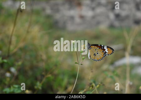 An African Monarch or Plain Tiger butterfly perched on a coatbuttons flower in the beginning of rainy season in Surakarta, Indonesia. Stock Photo