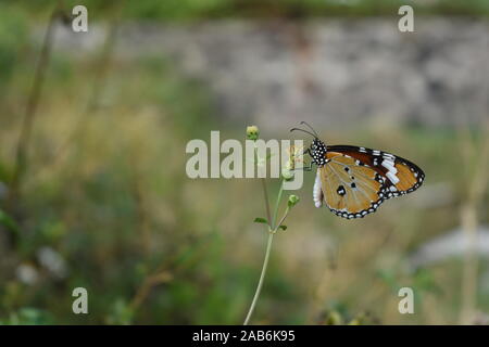 An African Monarch or Plain Tiger butterfly perched on a coatbuttons flower in the beginning of rainy season in Surakarta, Indonesia. Stock Photo