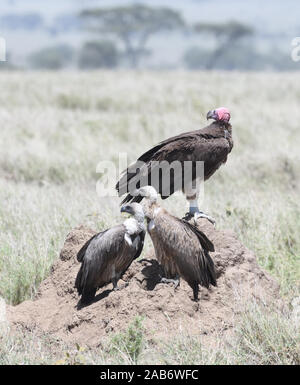 A lappet-faced vulture or Nubian vulture (Torgos tracheliotos) and two African white-backed vultures (Gyps africanus) observe the surrounding dry sava Stock Photo