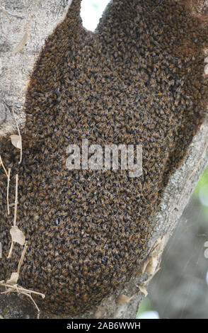 A swarm of East African lowland honey bee (Apis mellifera scutellata) on a tree trunk. Tarangire National Park, Tanzania. Stock Photo