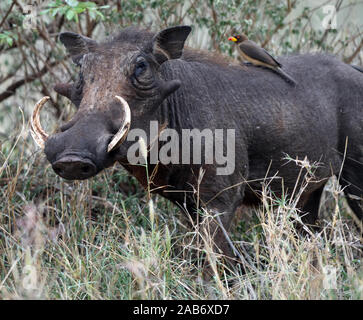 A male common warthog (Phacochoerus africanus) with fine tusks. A yellow-billed oxpecker (Buphagus africanus) is feeding on its back. Tarangire Nation