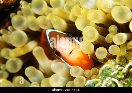 Fire clownfish (Amphiprion melanopus), in protective anemone. Coral Sea, Queensland, Australia Stock Photo