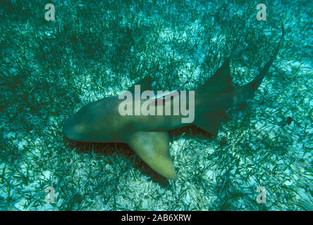 Atlantic nurse shark (Ginglymostoma cirratum), a bottom-dweller. Little Bahama Bank, Commonwealth of the Bahamas, Caribbean Sea Stock Photo