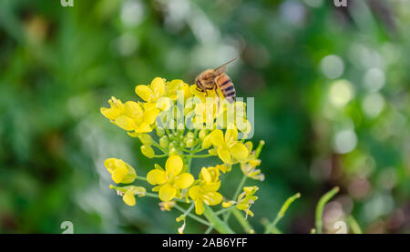 Bee Polinaging Bok Choy Flowers Stock Photo